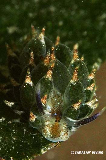 Photo macro à Nosy Be